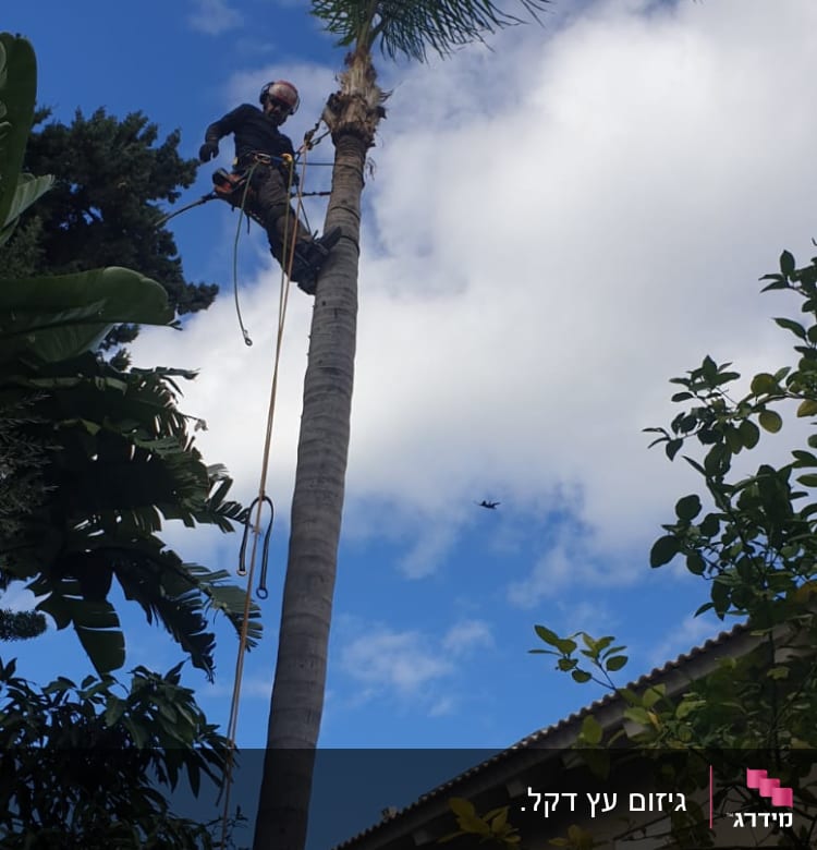 אדם גוזם עץ דקל גבוה עם ציוד בטיחות